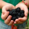 Uogos, vaisiai | Berries, fruits
