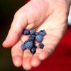 Uogos, vaisiai | Berries, fruits