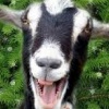 Avatarai su ožkytėmis | Goats