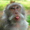 Avatarai su beždžionėle | Monkey