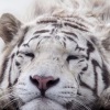 Avatarai su tigrais | Avatars with tigers