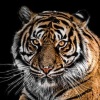 Аватары с тиграми