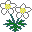 Flora - Augalai, gėlės | Флора :: Смайлы с цветами