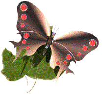 Drugeliai | Бабочки