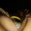 Eyes