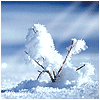 Nature :: Winter