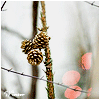Nature :: Winter
