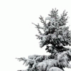 Nature :: Winter