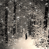 Nature :: Winter