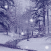 Nature :: Winter