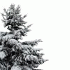Nature :: Winter