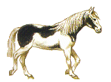 Horses