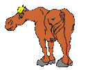 Horses