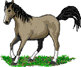 Horses