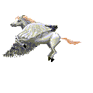 Horses