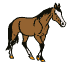 Horses