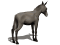 Horses