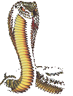 Snakes