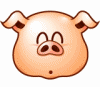 Pigs