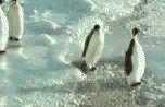 Various/Other :: Fauna