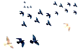 Birds