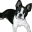 Dogs :: Fauna