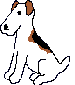 Dogs :: Fauna