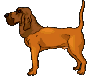 Dogs :: Fauna