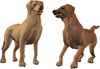 Dogs :: Fauna