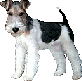 Dogs :: Fauna