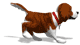 Dogs :: Fauna