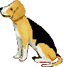 Dogs :: Fauna
