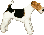 Dogs :: Fauna