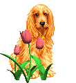 Dogs :: Fauna