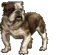 Dogs :: Fauna