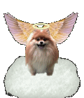 Dogs :: Fauna