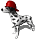 Dogs :: Fauna