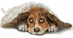 Dogs :: Fauna
