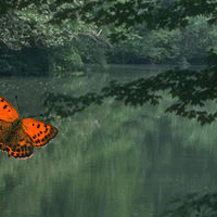 Butterflies