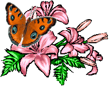 Butterflies