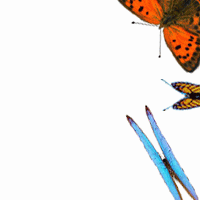 Butterflies